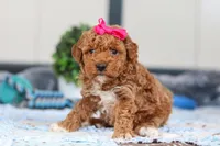 Nala, a female Miniature Goldendoodle for sale in Sugarcreek, OH – Photo 3 of 5