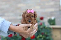 Nala, a female Poodle - Miniature  for sale in Sugarcreek, OH – 8 of 10