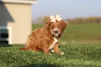 Olivia, a female Cavapoo for sale in Sugarcreek, OH – 6 of 7