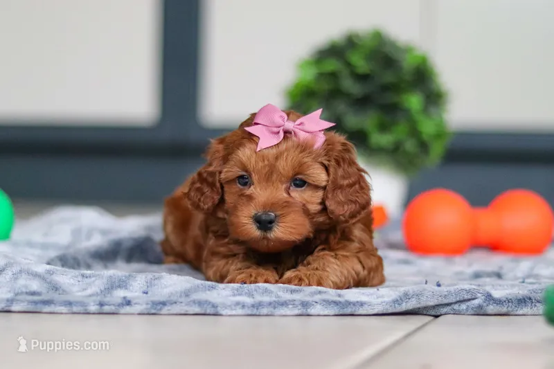 Lexi – Cavapoo puppy for sale in Sugarcreek, OH