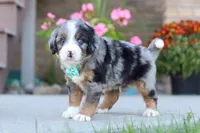 Maverick, a male Miniature Bernedoodle for sale in Sugarcreek, OH – 4 of 6