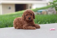 Kira, a female Miniature Labradoodle for sale in Sugarcreek, OH – 4 of 5
