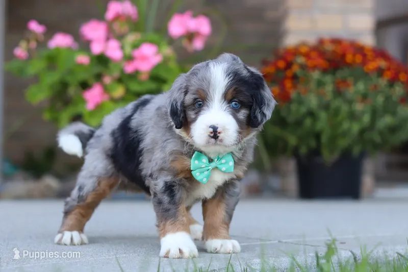 Maverick – Miniature Bernedoodle puppy for sale in Sugarcreek, OH