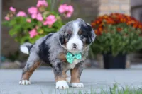 Maverick, a male Miniature Bernedoodle for sale in Sugarcreek, OH – 1 of 6
