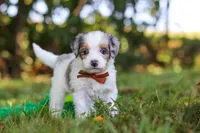 Ike, a male Miniature Bernedoodle for sale in Sugarcreek, OH – 5 of 9