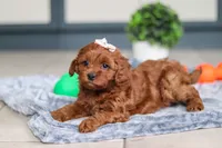 Lulu, a female Cavapoo for sale in Sugarcreek, OH – 4 of 8