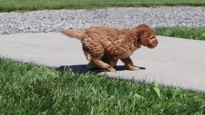 Chase, a male Goldendoodle for sale in Sugarcreek, OH – 5 of 5
