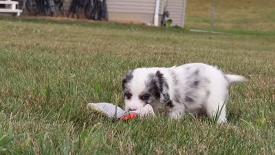 Holly, a female Miniature Bernedoodle for sale in Sugarcreek, OH – 7 of 7