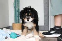 Brock, a male Miniature Bernedoodle for sale in Sugarcreek, OH – 2 of 7