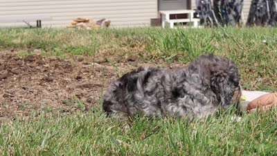 Grace, a female Miniature Bernedoodle for sale in Sugarcreek, OH – 5 of 5