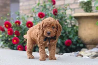 Kingstone, a male Miniature Labradoodle for sale in Sugarcreek, OH – 5 of 6