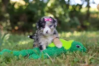Isabella, a female Miniature Bernedoodle for sale in Sugarcreek, OH – 3 of 7