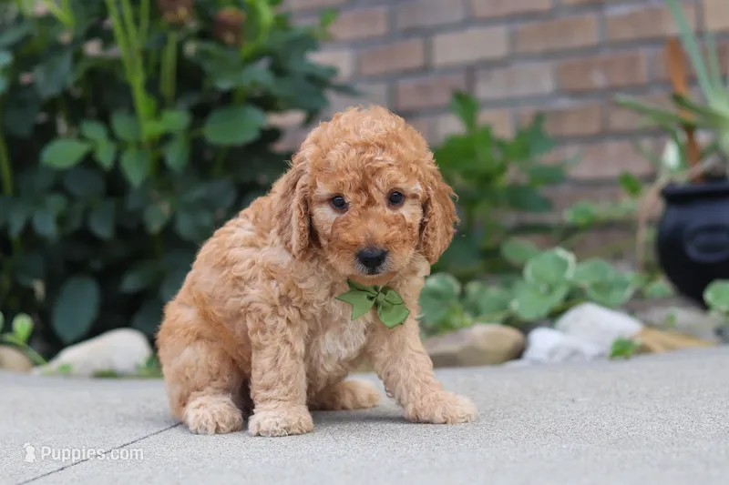 Kobe – Miniature Labradoodle puppy for sale in Sugarcreek, OH