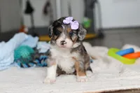 Dawn, a female Miniature Bernedoodle for sale in Sugarcreek, OH – 4 of 10