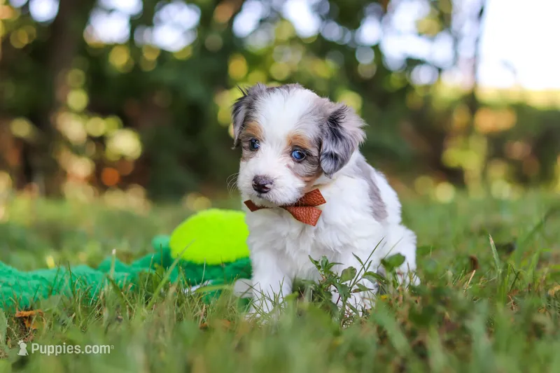 Ike – Miniature Bernedoodle puppy for sale in Sugarcreek, OH