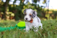 Ike, a male Miniature Bernedoodle for sale in Sugarcreek, OH – 1 of 9