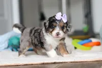 Dawn, a female Miniature Bernedoodle for sale in Sugarcreek, OH – 2 of 10