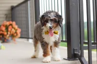 Dylan, a male Miniature Bernedoodle for sale in Sugarcreek, OH – 5 of 10