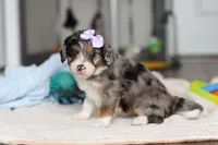 Dawn, a female Miniature Bernedoodle for sale in Sugarcreek, OH – 3 of 10