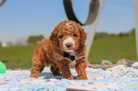 Cade, a male Goldendoodle for sale in Sugarcreek, OH – 2 of 6