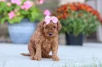 Nala, a female Poodle - Miniature  for sale in Sugarcreek, OH – 3 of 10