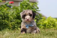 Gabe, a male Miniature Bernedoodle for sale in Sugarcreek, OH – 3 of 7