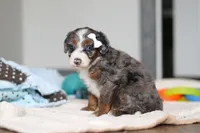 Darla , a female Miniature Bernedoodle for sale in Sugarcreek, OH – 3 of 9