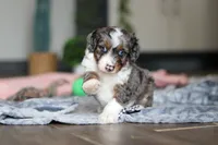 Dylan, a male Miniature Bernedoodle for sale in Sugarcreek, OH – 6 of 9