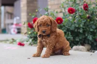 Kingstone, a male Miniature Labradoodle for sale in Sugarcreek, OH – 2 of 6