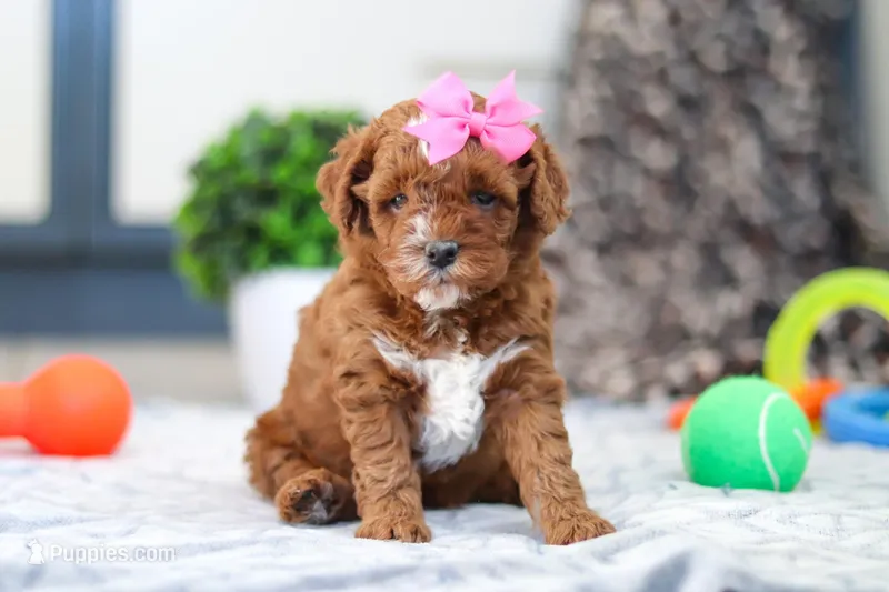 Ava – Cavapoo puppy on hold in Sugarcreek, OH