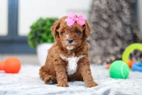 Ava, a female Cavapoo for sale in Sugarcreek, OH – Photo 1 of 5