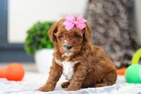 Ava, a female Cavapoo for sale in Sugarcreek, OH – Photo 3 of 5