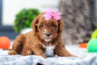 Ava, a female Cavapoo for sale in Sugarcreek, OH – Photo 5 of 5