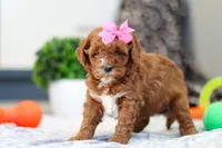 Ava, a female Cavapoo for sale in Sugarcreek, OH – Photo 4 of 5