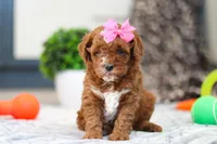 Ava, a female Cavapoo for sale in Sugarcreek, OH – Photo 2 of 5