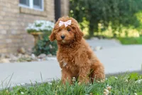 Felecia, a female Cavapoo for sale in Sugarcreek, OH – 3 of 5