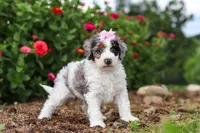 Hazel, a female Miniature Bernedoodle for sale in Sugarcreek, OH – 2 of 7