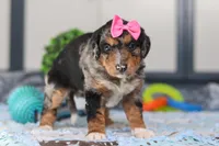 Pearl, a female Miniature Bernedoodle for sale in Sugarcreek, OH – Photo 4 of 5