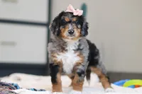 Pearl, a female Miniature Bernedoodle for sale in Sugarcreek, OH – Photo 1 of 7
