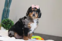 Pearl, a female Miniature Bernedoodle for sale in Sugarcreek, OH – Photo 3 of 7