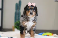 Pearl, a female Miniature Bernedoodle for sale in Sugarcreek, OH – Photo 4 of 7