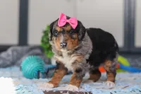 Pearl, a female Miniature Bernedoodle for sale in Sugarcreek, OH – Photo 3 of 5