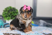 Pearl, a female Miniature Bernedoodle for sale in Sugarcreek, OH – Photo 5 of 5