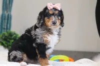 Pearl, a female Miniature Bernedoodle for sale in Sugarcreek, OH – Photo 7 of 7