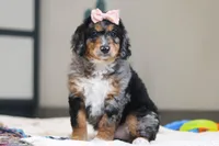 Pearl, a female Miniature Bernedoodle for sale in Sugarcreek, OH – Photo 5 of 7