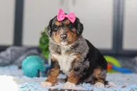 Pearl, a female Miniature Bernedoodle for sale in Sugarcreek, OH – Photo 2 of 5