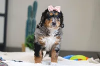 Pearl, a female Miniature Bernedoodle for sale in Sugarcreek, OH – Photo 6 of 7