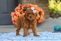 Fiona, a female Cavapoo for sale in Sugarcreek, OH – 5 of 6