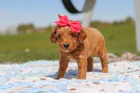 Crystal, a female Goldendoodle for sale in Sugarcreek, OH – 2 of 6