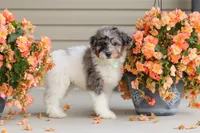 Dannie, a male Miniature Bernedoodle for sale in Sugarcreek, OH – 5 of 10